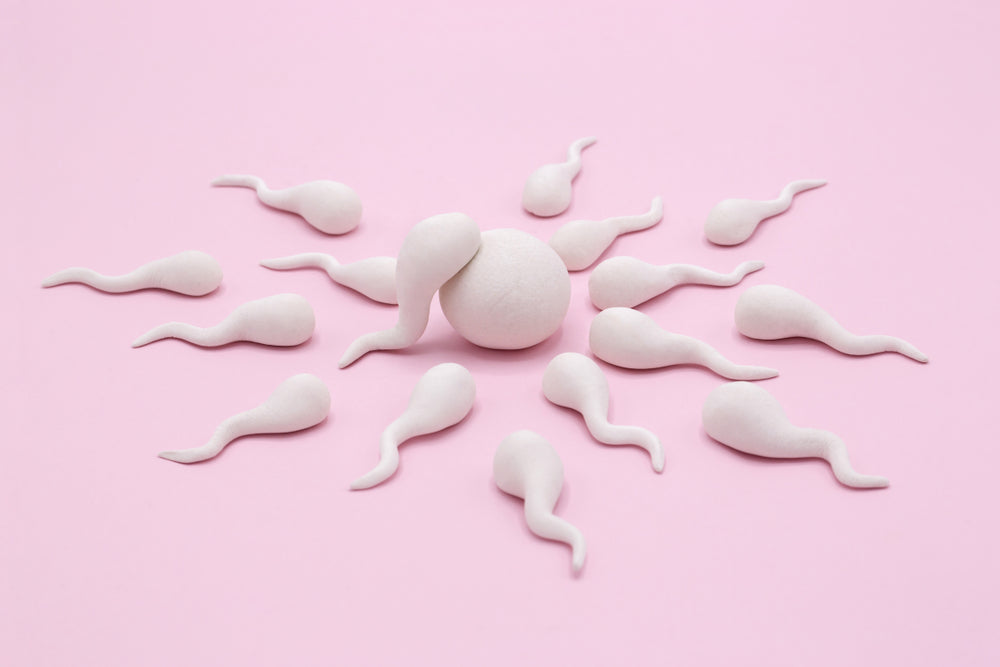 Wie Lange überleben Spermien Auf Stoff Kinderwunsch: Wie lange überleben Spermien? | Ovy